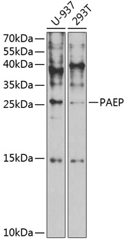 PAEP Antibody