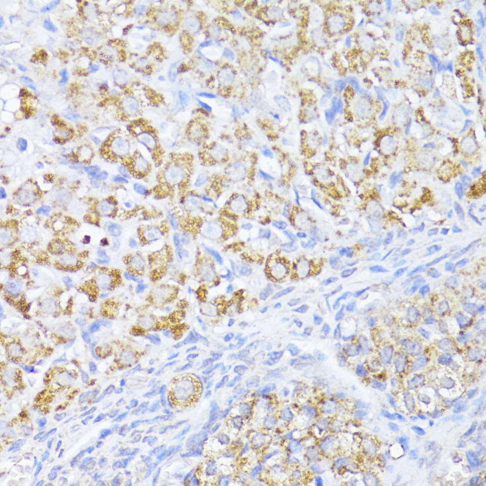 MAVS Antibody