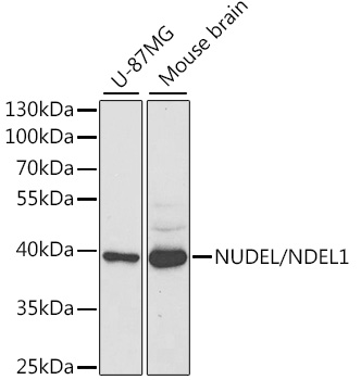 NDEL1 Antibody