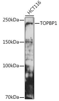 TOPBP1 Antibody