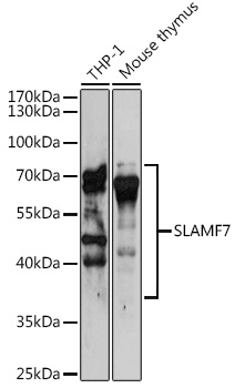 SLAMF7 Antibody