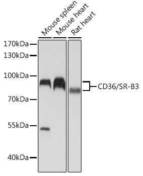 CD36 Antibody