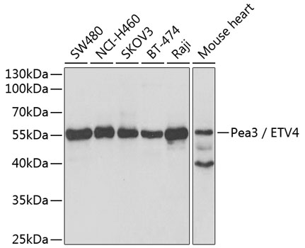 ETV4 Antibody