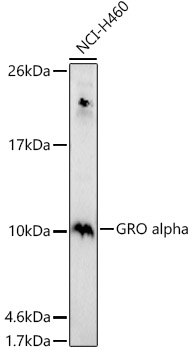 CXCL1 Antibody