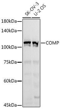 COMP Antibody