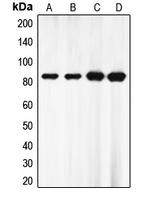 EZH1 Antibody