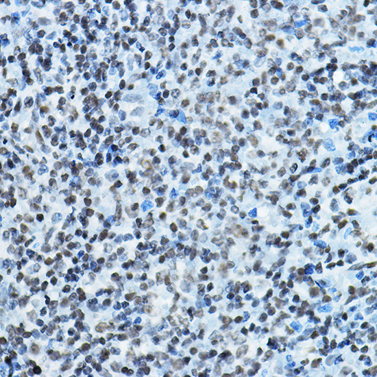 KAT7 Antibody