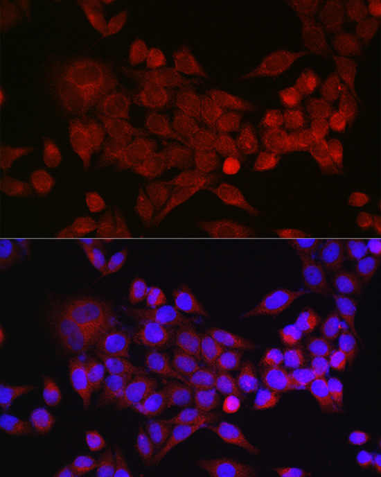 INHBA Antibody
