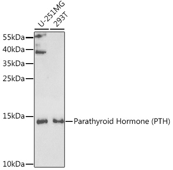 PTH Antibody