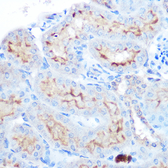 TNFSF13B Antibody