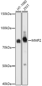 MMP2 Antibody