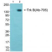 Trk B Antibody