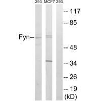 Fyn (Ab-530) Antibody