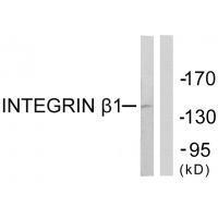 Integrin β1 (Ab-789) Antibody