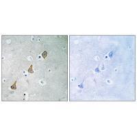 PECAM (Ab-713) Antibody