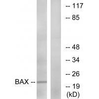 Bax (Ab67) Antibody