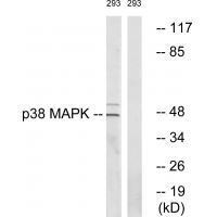 p38 MAPK (Ab-322) Antibody