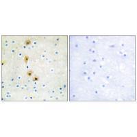 Akt (Ab-326) Antibody
