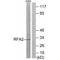 RFA2 (Ab-21) Antibody