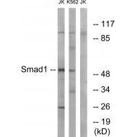Smad1 (Ab87) Antibody