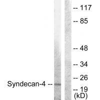 Syndecan4 (Ab79) Antibody
