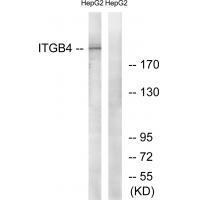 ITGB4 (Ab510) Antibody