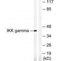 IKK-γ (Ab-85) Antibody
