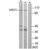 VAV1 (Ab74) Antibody