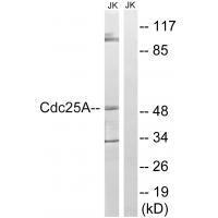CDC25A (Ab78) Antibody