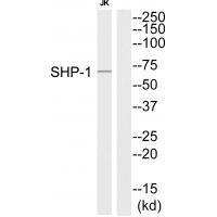SHP (Ab-564) Antibody