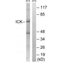 ICK (Ab59) Antibody