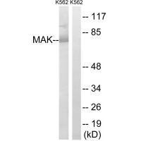 MAK (Ab59) Antibody