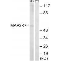 MAP2K7 (Ab-271) Antibody
