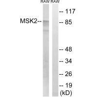 MSK2 (Ab-568) Antibody