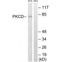PKCD (Ab-64) Antibody