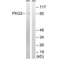 PKG2 (Ab26) Antibody
