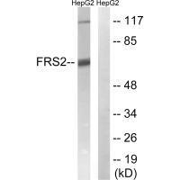 FRS2 (Ab96) Antibody
