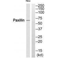 Paxillin (Ab-272) Antibody