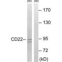 BL-CAM (Ab-807) Antibody