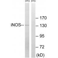 iNOS (Ab51) Antibody
