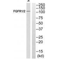 FGFR1/2 (Ab-463) Antibody
