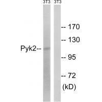 PYK2 (Ab-579) Antibody