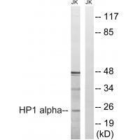 HP1 alpha (Ab-92) Antibody