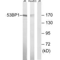 53BP1 (Ab-29) Antibody
