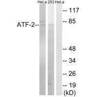 ATF-2 (Ab-472) Antibody