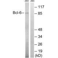Bcl-6 (Ab-333) Antibody