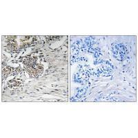 Claudin 7 (Ab-210) Antibody