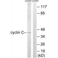 Cyclin C (Ab-275) Antibody