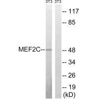 MEF2C (Ab-396) Antibody