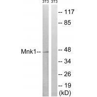 Mnk1 (Ab-385) Antibody